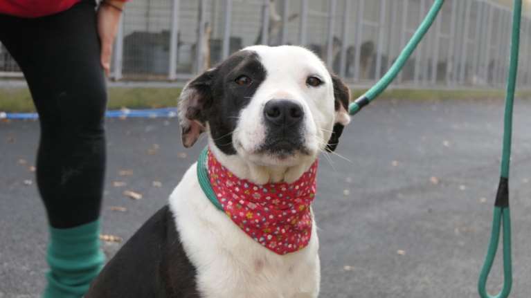 Σώστε ένα αδεσποτάκι: Η Χαρά έχει το πιο χαριτωμένο χαμόγελο και αγαπάει πολύ τους ανθρώπους