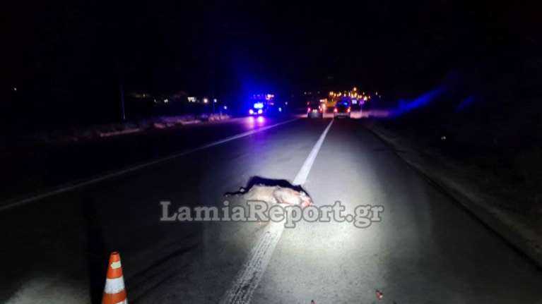 Λαμία: Κοπάδι από... αγριογούρουνα προκάλεσε τροχαίο [εικόνες - βίντεο]