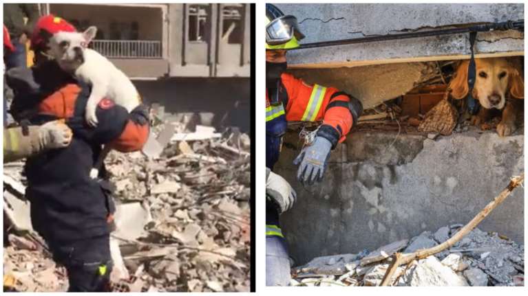 Ελπίδα από τα χαλάσματα στην Τουρκία: Δυο σκυλάκια ανασύρθηκαν ζωντανά, 200 ώρες μετά τον σεισμό [Βίντεο]