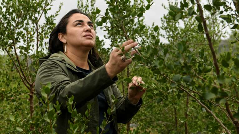 Reuters: Φθηνά εμβόλια κατά του κορονοϊού χάρη σε σπάνιο δέντρο της Χιλής, με &quot;θαυματουργό&quot; εκχύλισμα [Εικόνες]