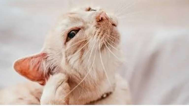 Γιατί οι γάτες παθαίνουν ωτίτιδα - Πώς μπορώ να καταλάβω αν νοσούν