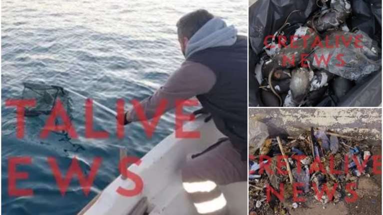 Ηράκλειο: Γέμισε νεκρά ποντίκια το ενετικό λιμάνι - Τι συνέβη [εικόνες]