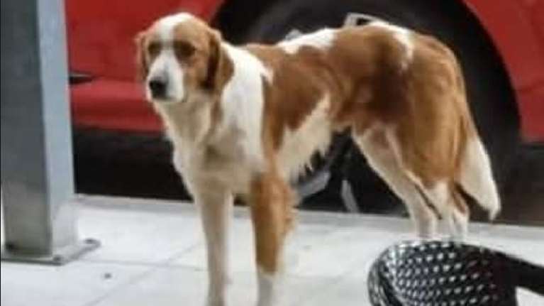 Κτηνωδία στην Εύβοια: Πυροβόλησαν το σκυλάκι μασκότ της Κύμης - Έχει τραύματα σε θώρακα και πόδια [εικόνες]