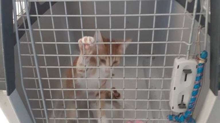 Σε καραντίνα έξι μηνών γατάκι που έφτασε στη Λαμπεντούζα με τον μετανάστη ιδιοκτήτη του