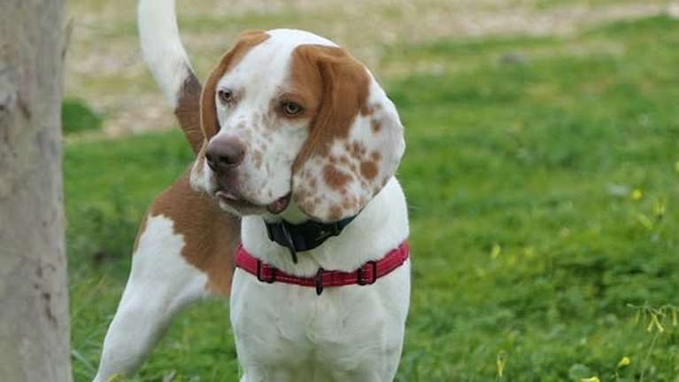 Ο Τσάρλι κάτι ανάμεσα σε Μπασέ και Μπινγκλ, τον κοιτάς και σκέφτεσαι πως θα έπρεπε να είναι μια ράτσα από μόνος του