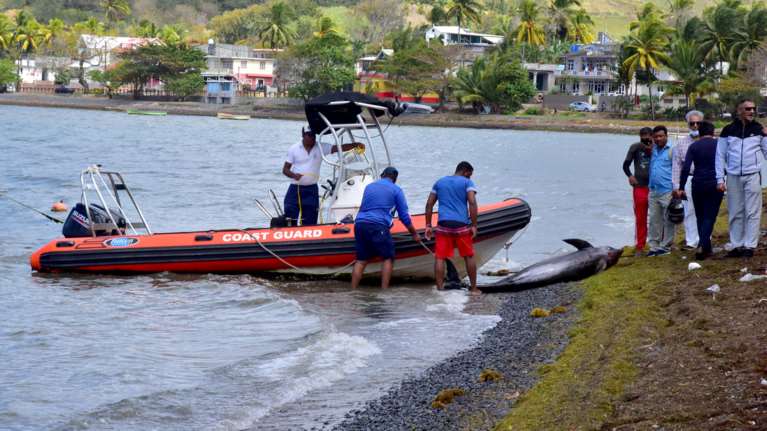 Σοκ: 38 δελφίνια έχουν βρεθεί νεκρά σε παραλίες του Μαυρίκιου - Εικόνες θλίψης