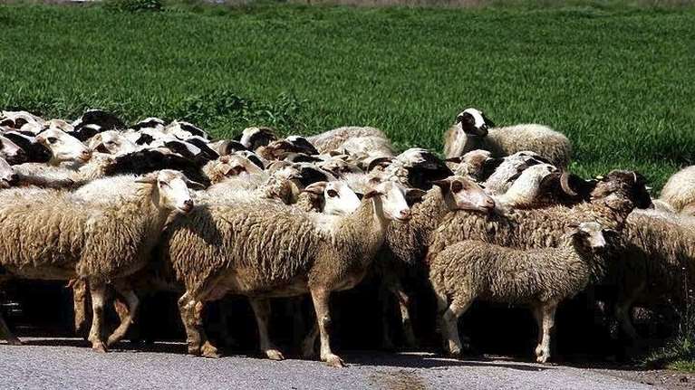Πάνω από 350 εκατ. ευρώ οι ζημιές από την ευλογιά των προβάτων σε 14 μήνες:  Πού εντοπίζονται τα νέα κρούσματα