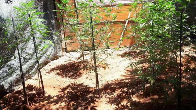 Με ελικόπτερα ψάχνουν φυτείες κάνναβης στην Κρήτη: Ξερίζωσαν πάνω από 4.500 δενδρύλλια