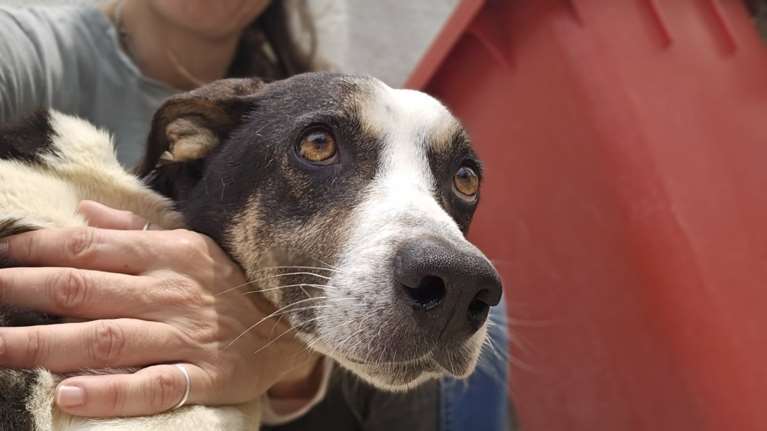 Μάνες σαν τη Λουίζα δεν σου προσφέρει καμία χαρά να τις βλέπεις να θηλάζουν τα μωρά τους, αποστεωμένες και ευάλωτες