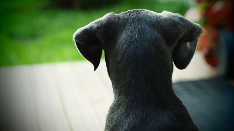 Κοζάνη: Ζήτησαν από κτηνίατρο να κάνει ευθανασία στο άρρωστο σκυλί τους και μετά του έκαναν μήνυση