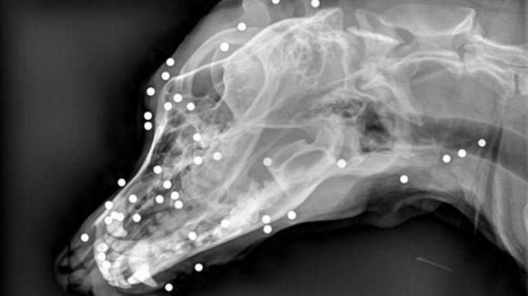 Σοκ με κακοποίηση σκύλου στην Κρήτη: Πυροβόλησε το άτυχο ζώο με καραμπίνα στο πρόσωπο