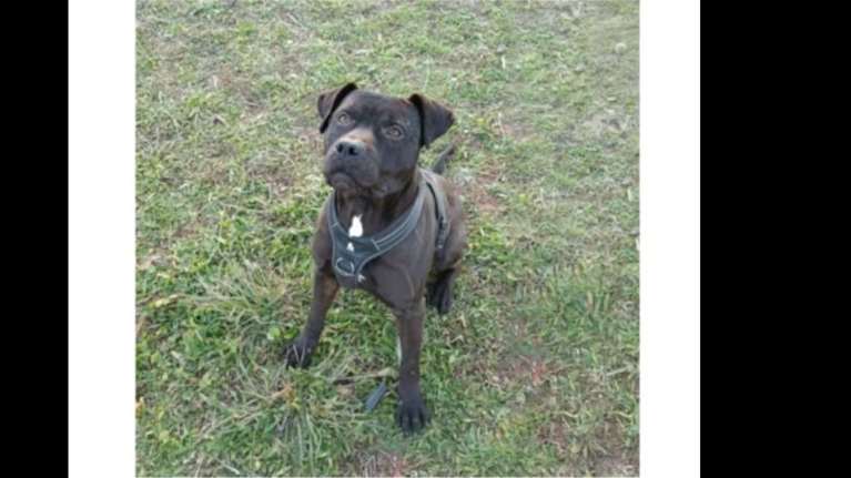 Ελληνική Φιλοζωική Εταιρεία: Ψάχνουμε όλοι μαζί τον &#39;Άαρον - Χάθηκε στη Νέα Κηφισιά