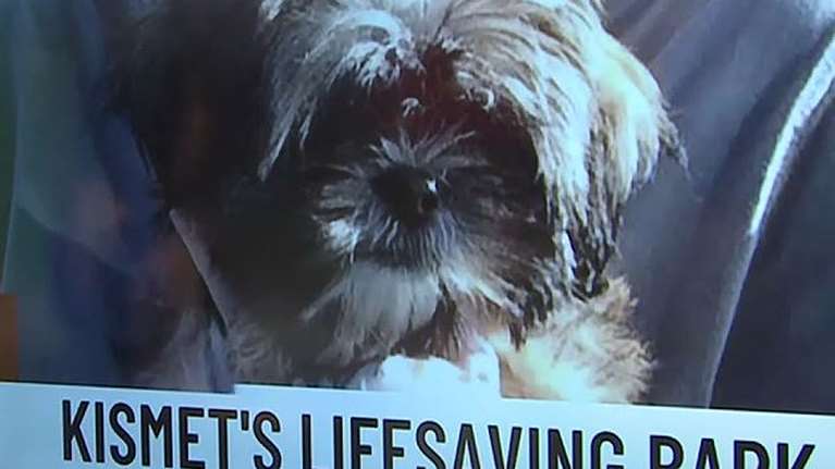 Πώς ένας σκύλος βοήθησε να σωθεί η ζωή της 81χρονης ιδιοκτήτριας του μετά από ξαφνικό εγκεφαλικό