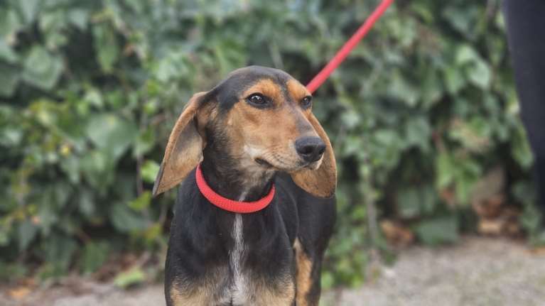 Η Κρινιώ είναι ένα νεραϊδόσκυλο: Ακύρωσε τα πάντα και πήγαινε να τη γνωρίσεις