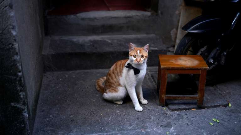 Νέα έρευνα: Οι γάτες μολύνονται από κορονοϊό, είναι ασυμπτωματικές και τον μεταδίδουν σε άλλες γάτες