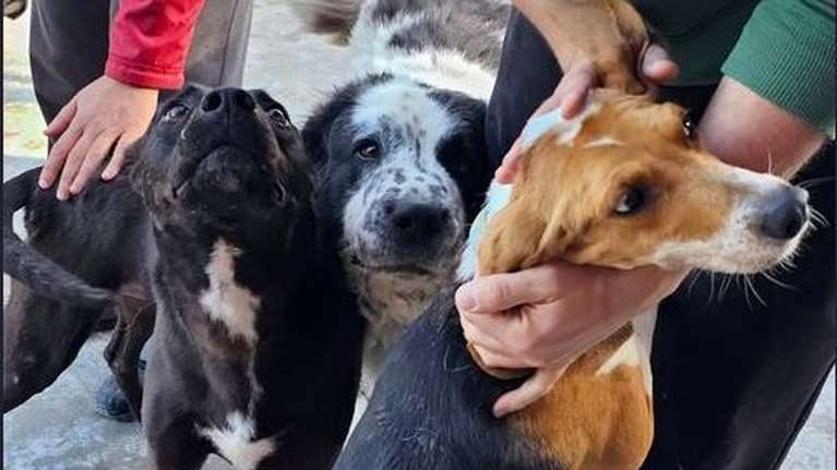Η τριάδα της υποδοχής στο Save a Greek Stray: η Ρόζα, η Μαρθα και η Κάρμεν - Αναρωτιέστε τι κοινό έχουν;