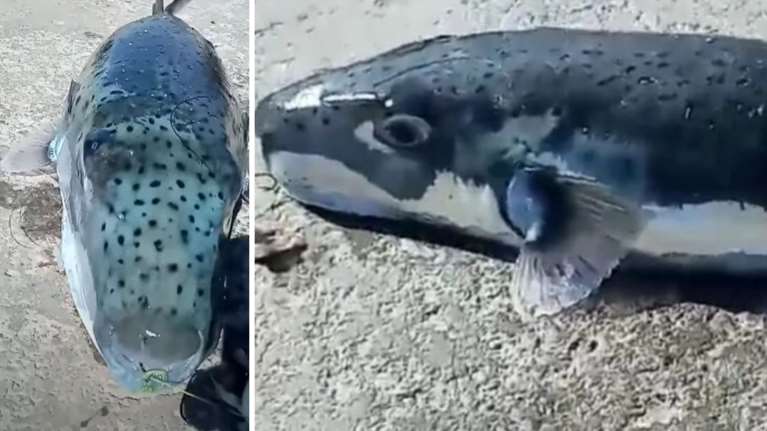 Λαγοκέφαλος-τέρας πιάστηκε στην Κάλυμνο: Δηλητηριώδες ψάρι που δεν πρέπει επ΄ουδενι να καταναλωθεί [εικόνες, βίντεο]