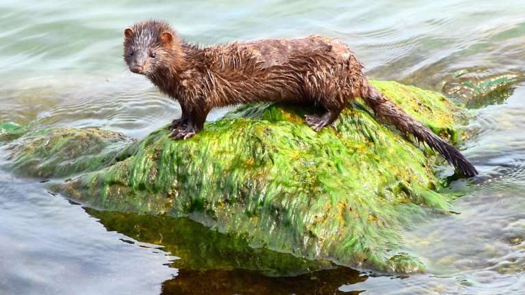Κορονοϊός: Αισιόδοξα νέα από τα βιζόν στην Καστοριά - Δεν προκύπτει μετάλλαξη του ιού