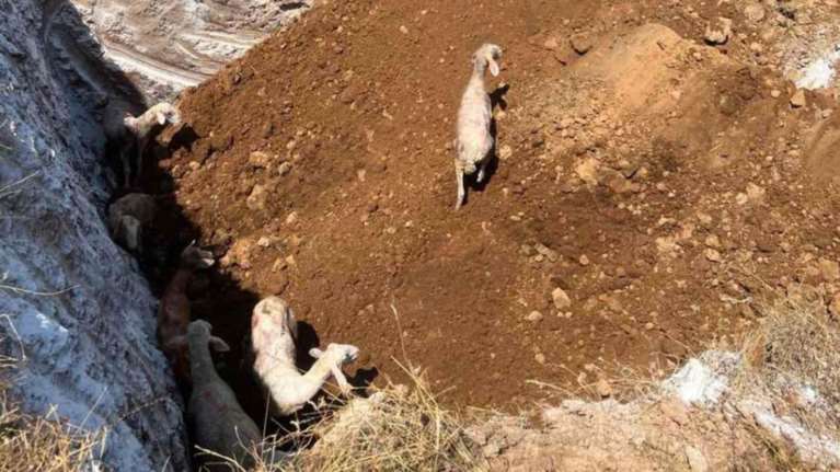 &quot;Α Promise to Animals&quot; για Τρίκαλα: Αν είναι δυνατόν να θάβουν ζωντανά τα  πρόβατα - είναι βαρβαρότητα