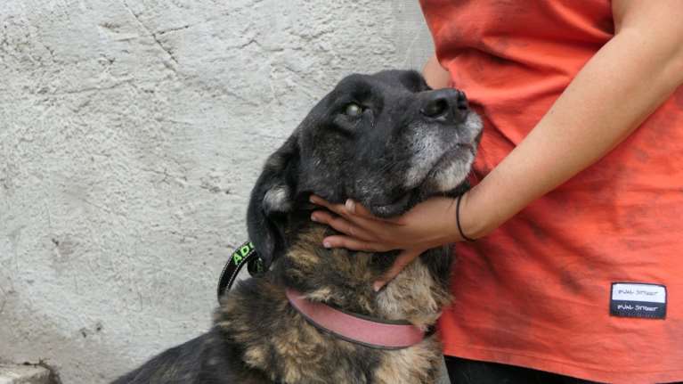 Σώστε ένα αδεσποτάκι: Ο Αντώνης ήταν ένα πολύ δυνατό σκυλί - Όταν άρχισε να χάνει την όρασή του η ζωή του άλλαξε