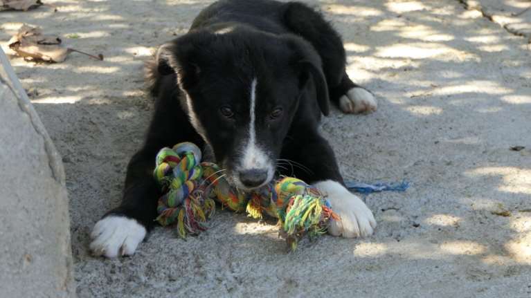 Σώστε ένα αδεσποτάκι: Τον βγάλαμε Μπέργκερ γιατί θέλουμε να τον &quot;φάμε&quot;