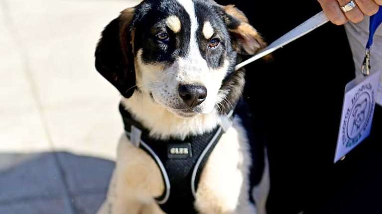 Το αγαπημένο μας κουταβάκι, θα έχει καινούργιο σπίτι;