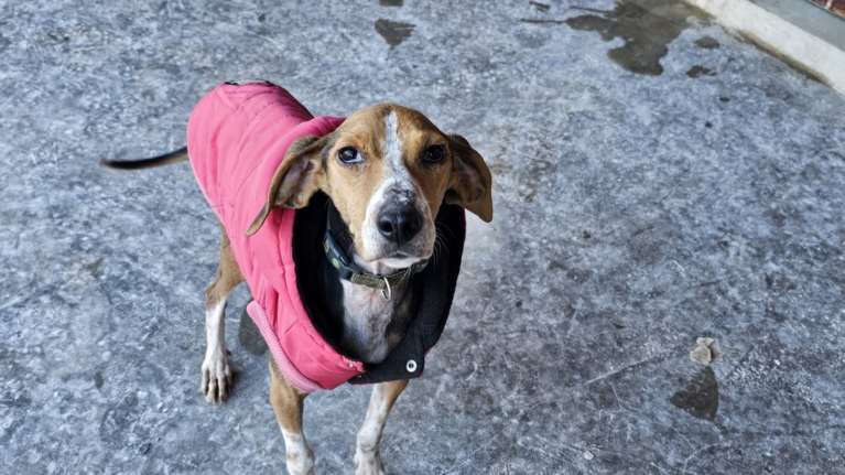 Όσο κρύο και να κάνει η Κλεοπάτρα δεν μασάει: Eγκαταλείφθηκε στον δρόμο-Αρρώστησε πολύ, πείνασε και κρύωσε