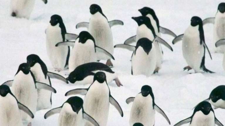 Θρίλερ στην Ουρουγουάη: 2.000 πιγκουίνοι νεκροί μέσα σε 10 μέρες - Άγνωστη η αιτία