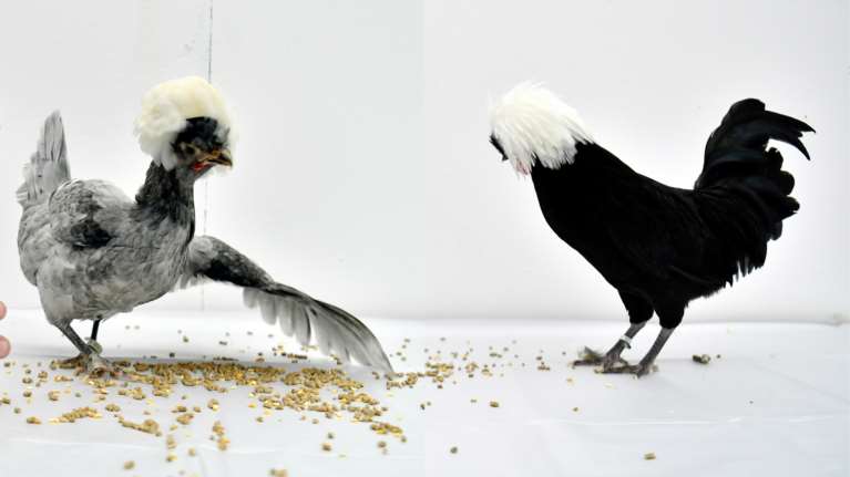 Και όμως γίνονται και καλλιστεία....πουλερικών: Τα βραβευμένα κοτόπουλα του 2021 ποζάρουν στον φακό [Εικόνες]