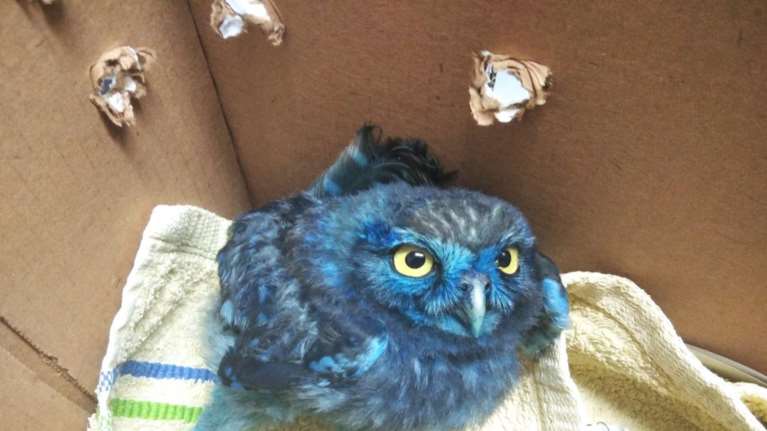 Οργή για νέο περιστατικό: Έβαψαν κουκουβάγια με μπογιά - Ανοιξαν τρύπες σε χελώνες