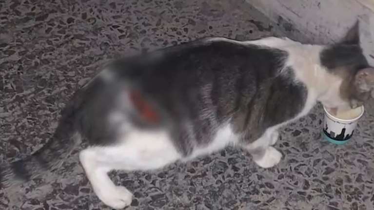 Φρίκη: Κουκουλοφόρος μαχαιρώνει αδέσποτα στο κέντρο του Βόλου -  Οι εικόνες σοκάρουν