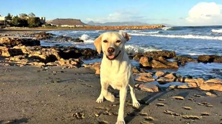 Η Λάιλα έγινε "ασπίδα" για να σώσει το αφεντικό της από τροχαίο - "Αν δεν έμπαινε στη μέση δεν θα ζούσα..."