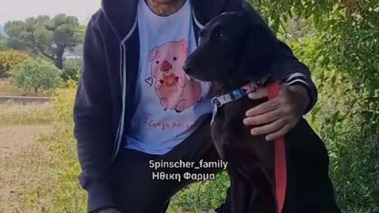 Η Εβελίνα είναι ένα σκυλάκι που βρέθηκε φορώντας κολάρο... ηλεκτροσόκ