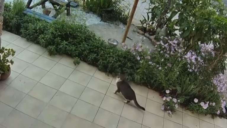 Κρήτη: Η αντίδραση μιας γάτας και ενός σκύλου  που ένιωσαν τον σεισμό λίγα δευτερόλεπτα πριν ξεκινήσει [Βίντεο]