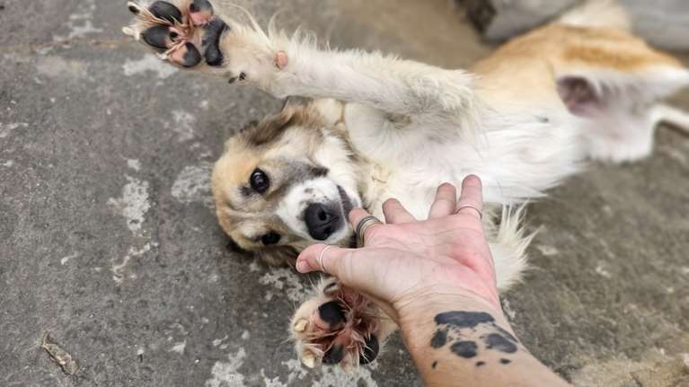 Η Κοραλία από το Κυνοκομείο Τρίπολης είναι σαν να έχει μέσα της ένα δικό της φως, που φωτίζει ό,τι υπάρχει