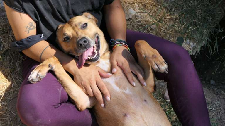 Σώστε ένα αδεσποτάκι: Η Τατόι ξεπρόβαλε από το καμμένο δάσος στη φωτιά της Βαρυμπόμπης - Περπατούσε σαν αναστενάρισσα