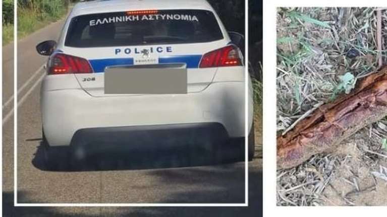 Παγκόσμια Ημέρα Ζώων: Πέταξαν φόλες δίπλα στο καταφύγιο του Συλλόγου &quot;Νοιάζομαι&quot; - &quot;Η αδιαφορία είναι συνενοχή&quot;