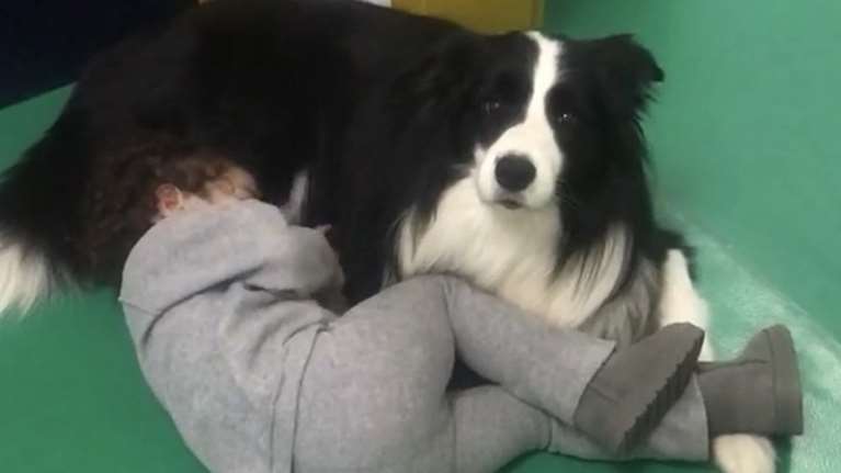 Η δύναμη του Κόι - Πώς ένας σκύλος λειτουργεί ως συνθεραπευτής στο πλαίσιο της ζωοθεραπείας