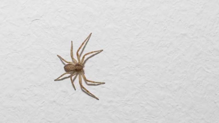 Πώς θα καταλάβεις ότι σε τσίμπησε καφέ αράχνη;