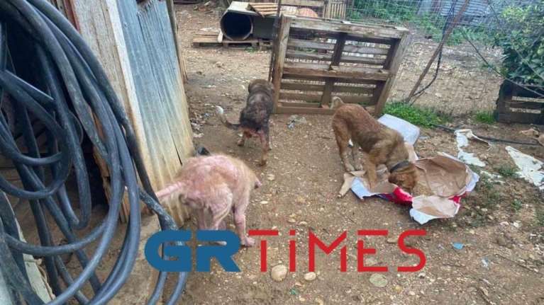 Kολαστήριο στη Φιλιππιάδα: Νεκρά σκυλάκια σε &quot;καταφύγιο&quot; ζώων - &quot;Αγνοούνται&quot; οι υπεύθυνοι
