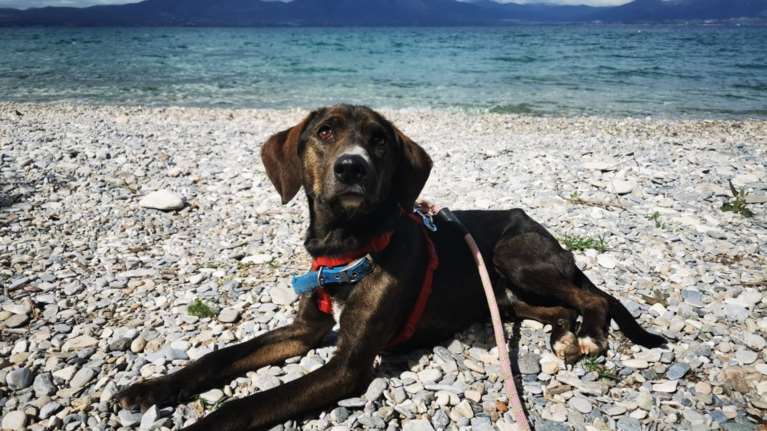 Ο Χουντίνι πήρε το όνομά του γιατί σου δίνει την εντύπωση πως θα μπορούσε να χωρέσει σε ένα καπέλο και να εξαφανιστεί