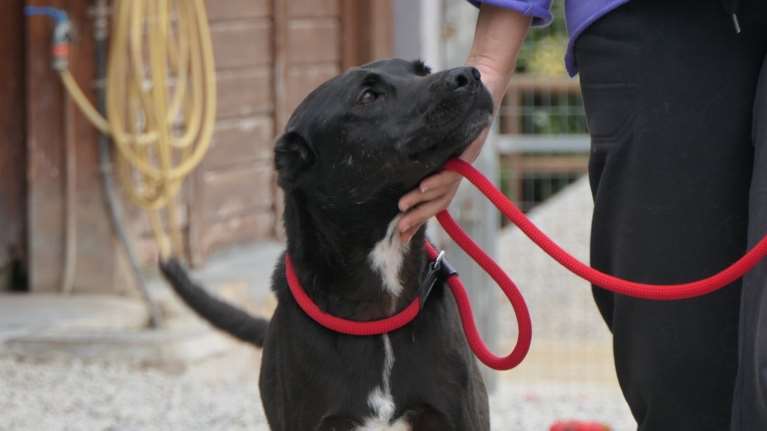 Κάποιος πήγε να πλασάρει αυτό το σκυλί ως άγριο, και του έκοψε τα αυτιά - Η Κάρμεν είναι ένα καταπληκτικό σκυλί