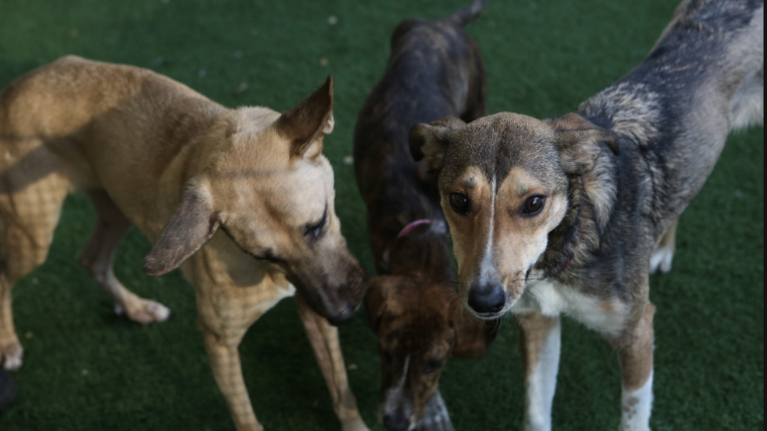 Οργή για τη μαζική θανάτωση ζώων από φόλες σε περιοχή στη Θεσσαλονίκη