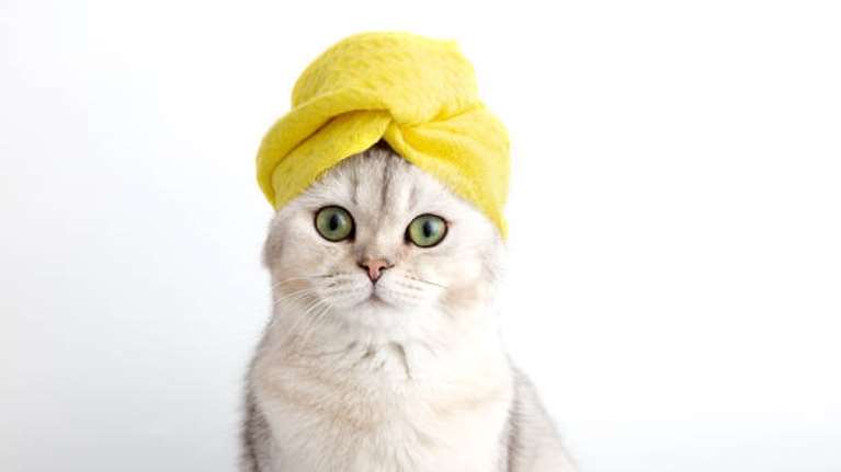 Προφανώς δεν έχεις μόνο εσύ ανάγκη από beauté, έχει και η γάτα σου ή πώς θα απολαύσει μια περιποίηση ομορφιάς