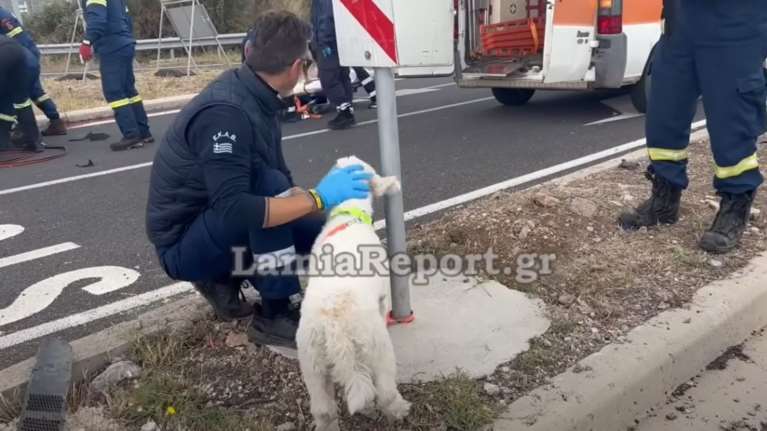 Δυστύχημα στη Λαμία: Tα ζώα είναι εξόχως συναισθανόμενα πλάσματα - Ακόμη μια επιβεβαίωση από τον σκύλο στο τροχαίο
