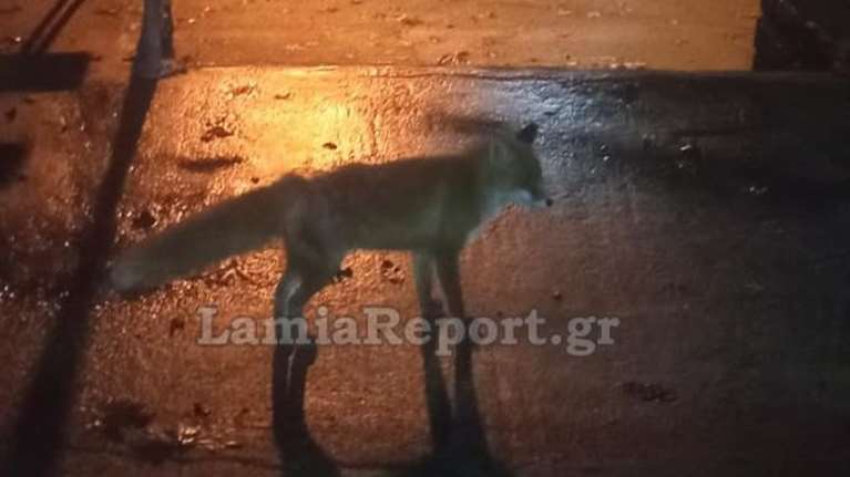 Φρίκη στη Φθιώτιδα: Εκτέλεσε εν ψυχρώ αλεπουδάκι που τάιζαν συγχωριανοί του - Ετρωγε μαζί με τις γάτες