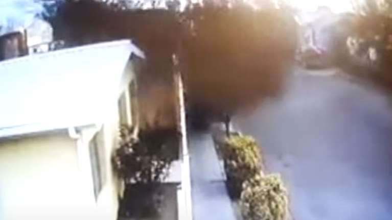 Συγκλονιστικές εικόνες στο Μεξικό: Μυστηριώδης βουτιά θανάτου για χιλιάδες κοτσύφια [Βίντεο]