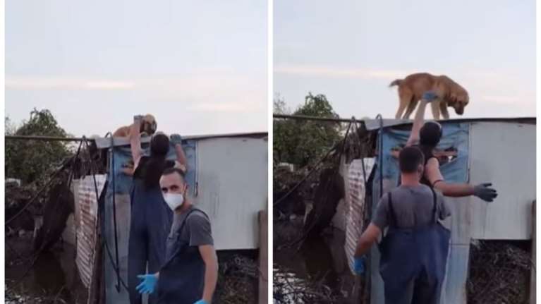 Eκκληση από τη Σταματίνα Σταματάκου για υιοθεσίες και αναδοχές πλημμυροπαθών ζώων: &quot;Τα πιάνουμε και σφίγγεται η ψυχή μας&quot;