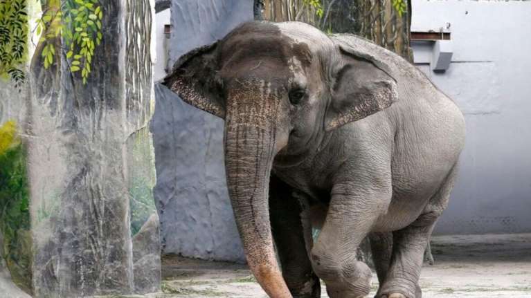 Πέθανε η Μάλι, ο πιο μόνος και λυπημένος ελέφαντας του κόσμου - Ακτιβιστές ζητούσαν την ελευθερία της