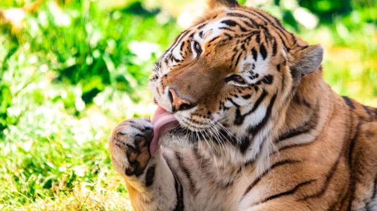 Χιλή: Εμβολιάστηκαν κατά του κορονοϊού μια τίγρη της Βεγγάλης και ένας ουρακοτάγκος του Βόρνεο